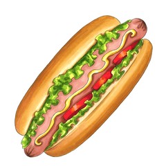 Delicious hot dog, isolated on white background. Food illustration.  