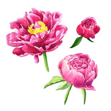 Hand drawn watercolor purple peonies with green leaves, floral vector illustration, isolated flowers on white background.