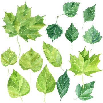 Leaves set, collection of different hand drawn watercolor bright green leaves, isolated on white background. Flora nature vector clip art.