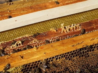 beehive inside