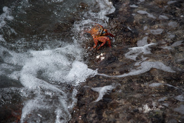 Galapagos wonder