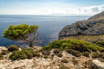 Fototapeta na wymiar Steilküste auf Mallorca