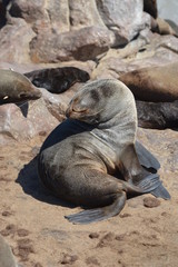 Relaxing Seal in the bay of Cape Cross in Namibia