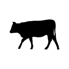 Black silhouette of young cow