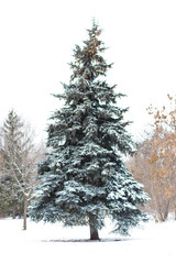 Spruce with cones in