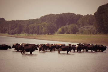 Cows cooling in the river during a hot summer day