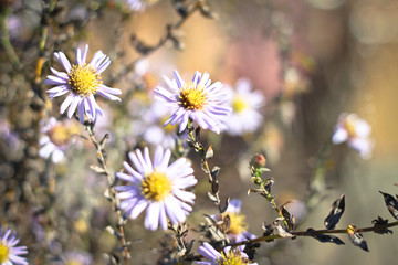 Obraz premium The bush of bright colors in the open air. Summer plant in the m
