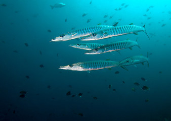 School of Barracuda fish.