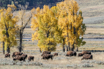 Fototapeta na wymiar Bison (buffalo) at Lamar Valley, Yellowstone National Park