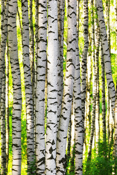 Fototapeta summer in sunny birch forest
