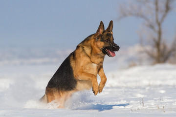 German shepherd dog run in snow