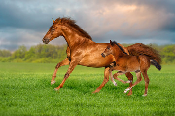 Fototapeta na wymiar Red mare with colt run on green grass against beautiful sky