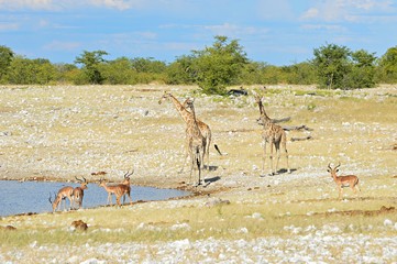 Fototapeta na wymiar Scene at a waterhole in the Etosha National Park