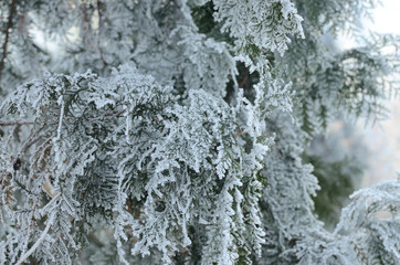 Branches of a conifer decorated with rime and hoar