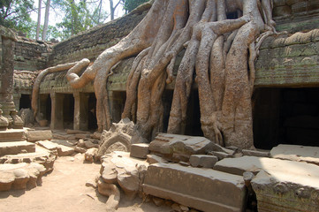 Fototapeta na wymiar Amazing overgrown Angkor Wat 
