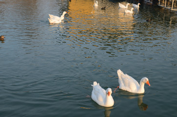 White wild geese on the river water surface