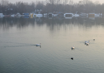 Wild geese on the river with line of raft houses on the river bank
