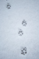 Prints in the Snow