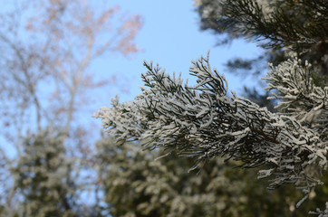 Branches of a coniferous tree decorated with rime and hoar