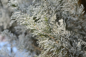 Branches of a conifer tree decorated with hoarfrost