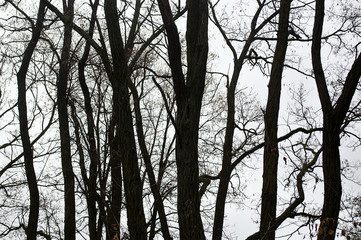tree silhouettes in the forest