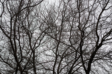 tree silhouettes in the forest