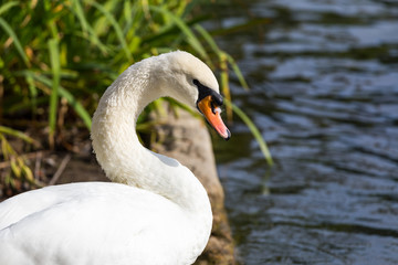 swan