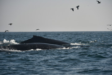 Humpback Whales splashing in Ocean Waters
