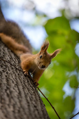 squirrel