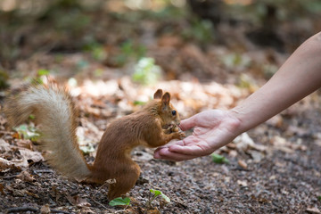 squirrel