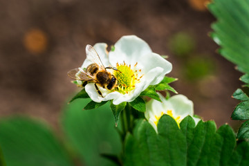 bee on a flower,white flower strawberry,strawberry flower and leaves,A strawberry plant, in the garden,Close up of young strawberry plants with a flower on a sunny vegetable garden