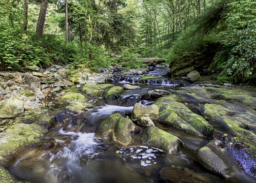 Forest Stream, Oswald D West State Park