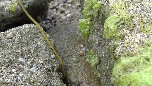4k, Nereid Worm in the coastline at Pingtung County, Taiwan Kenting National Park Seascape. Nereis latescens is a species of marine segmented worm.-Dan