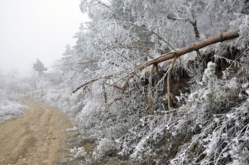 Winter landscape in mountains with frost, dry grass and pine trees