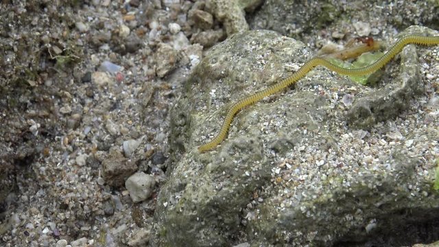 4k, Nereid Worm in the coastline at Pingtung County, Taiwan Kenting National Park Seascape. Nereis latescens is a species of marine segmented worm.-Dan
