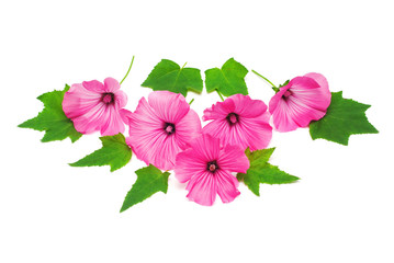 Beautiful pink lavatera flower with leaves isolated on white bac