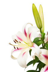 Beautiful bouquet of white lily flower isolated on white backgro