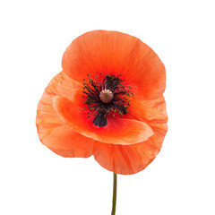 Beautiful red poppy isolated on a white background. Flower. Flat