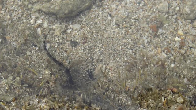 4k, Brittle Sea Star the black starfish, are also known as serpent stars, in the coastline at Pingtung County, Taiwan Kenting National Park Seascape-Dan