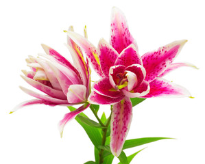 Beautiful bouquet of pink lily flower isolated on white backgrou