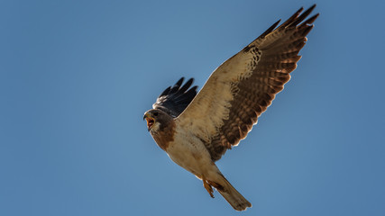 Swainson Hawk