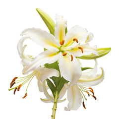 Bouquet of beautiful white lily flowers isolated on white backgr