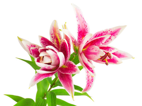 Beautiful bouquet of pink lily flower isolated on white backgrou