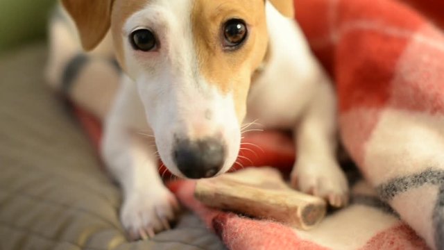 Jack Russell Terrier eats dog treat