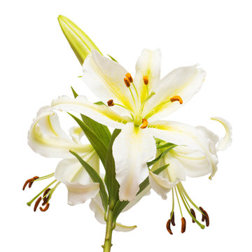 Bouquet of beautiful white lily flowers isolated on white backgr