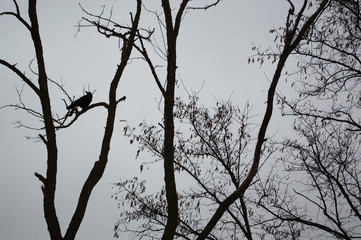 Autumn tree silhouettes in the forest