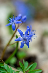 Scilla Siberian Blue spring flower