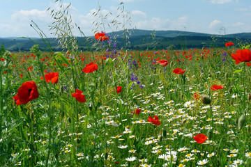 
wildflowers in the sun