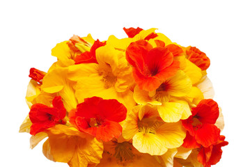 Bouquet of orange nasturtium flowers isolated on white backgroun