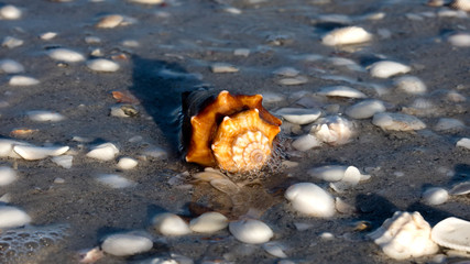 Obraz premium Florida Fighting Conch (Strombus alatus) on the beach, Sanibel Island, Florida, USA